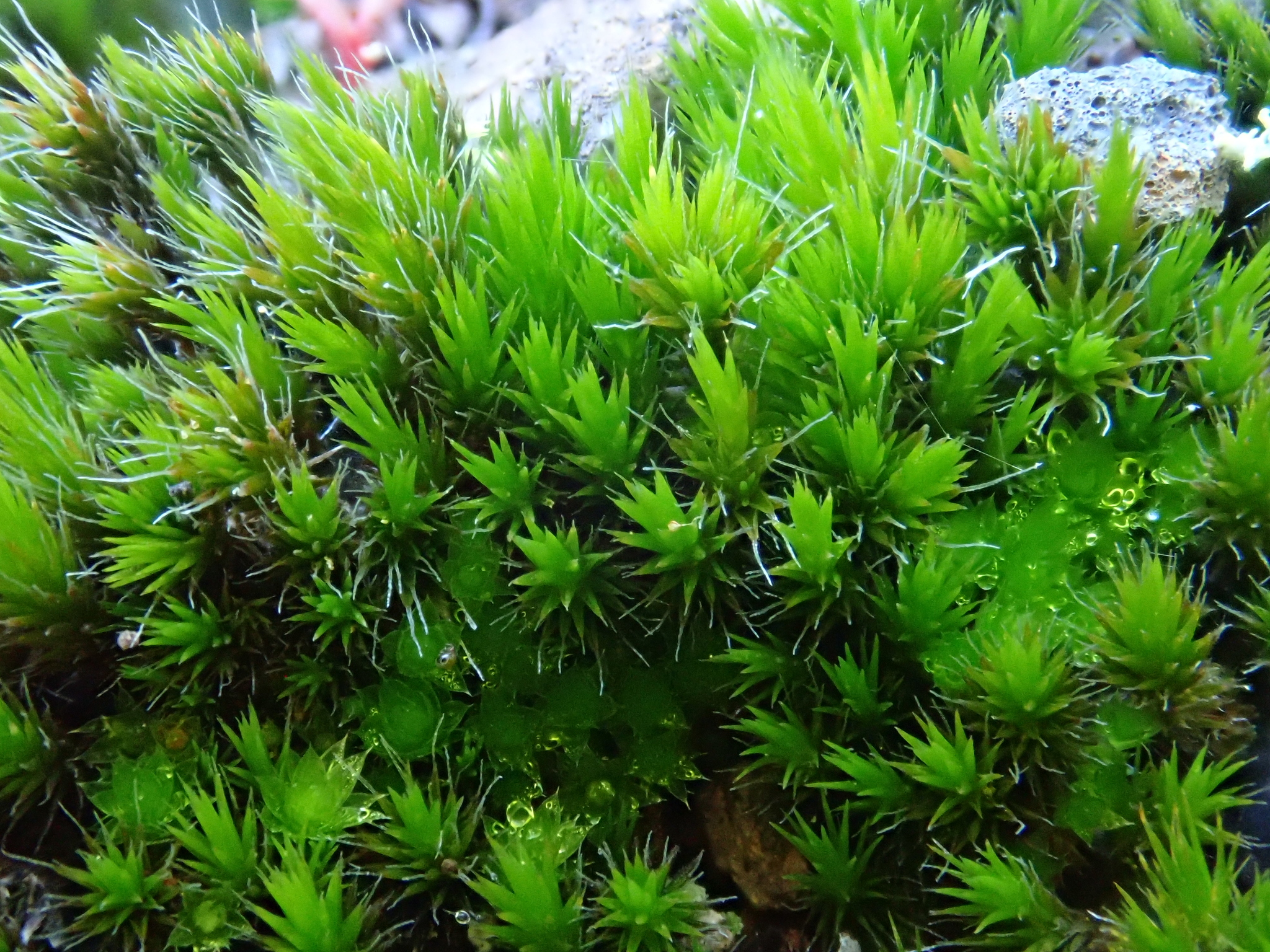Campylopus pilifer
