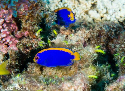 Resplendent angelfish (Centropyge resplendens) — Pomacanthidae
