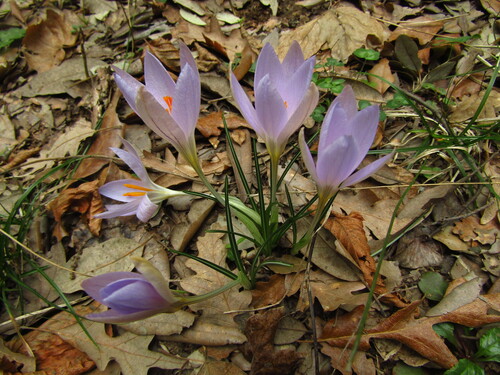 Crocus etruscus, photograph 2