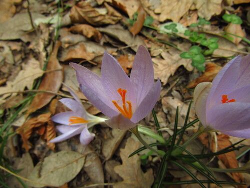 Image of Crocus etruscus by (c) Samuele Papeschi, some rights reserved (CC BY)