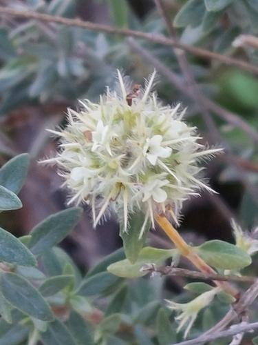 Image of Thymus mastichina by (c) Diego Rodríguez Hernández, some rights reserved (CC BY)