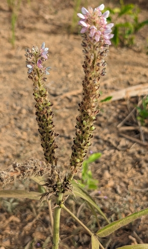 Prishniparni (Uraria picta)