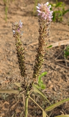 Uraria picta