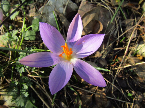 Etruscan Crocus (Crocus etruscus)