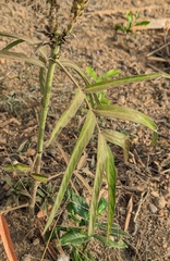author not stated, no rights reserved Uraria picta, photograph author not stated, no rights reserved