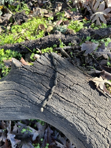 iNaturalist observation photo of Mammals