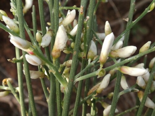 Retama rhodorhizoides, photograph 1