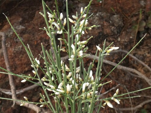 Retama rhodorhizoides, photograph 2