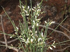 Retama rhodorhizoides, photograph Christian Berg, CC BY, iNaturalist via GBIF