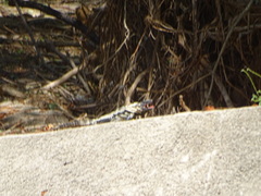Ctenosaura pectinata