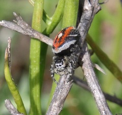 Phidippus phoenix