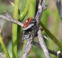 Phidippus phoenix