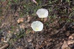 Calystegia macrostegia intermedia