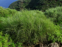 Retama rhodorhizoides, photograph Christian Berg, CC BY, iNaturalist via GBIF