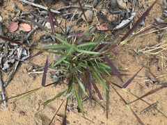 Melinis repens