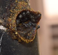 Tetragonula iridipennis
