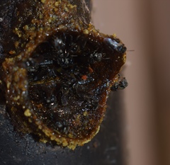 Tetragonula iridipennis