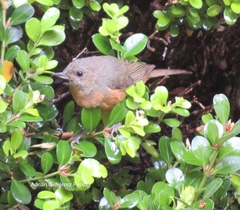 Diglossa baritula