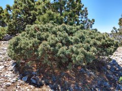 Pinus culminicola