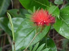 Calliandra haematocephala