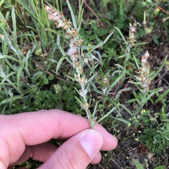 Gamochaeta antillana