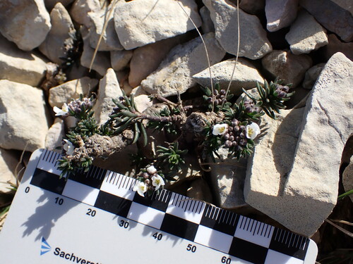 Image of Iberis saxatilis by (c) Louis Aureglia, some rights reserved (CC BY)