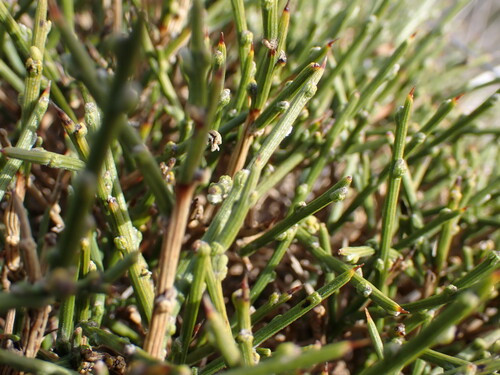 Image of Genista lobelii by (c) Louis Aureglia, some rights reserved (CC BY)