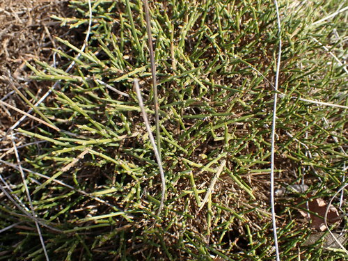 Image of Genista lobelii by (c) Louis Aureglia, some rights reserved (CC BY)