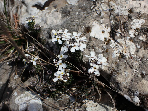 Image of Iberis saxatilis by (c) Louis Aureglia, some rights reserved (CC BY)