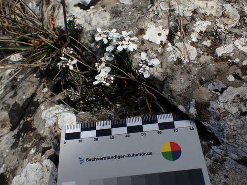 Image of Iberis saxatilis by (c) Louis Aureglia, some rights reserved (CC BY)