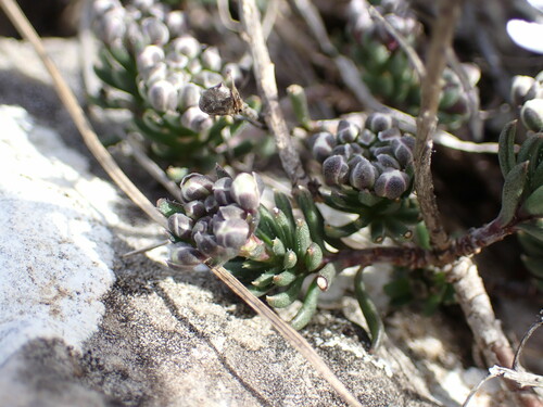 Image of Iberis saxatilis by (c) Louis Aureglia, some rights reserved (CC BY)