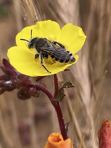Hesperapis nitidula