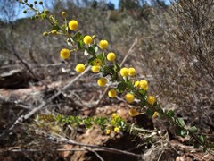 Acacia strongylophylla