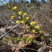 Acacia strongylophylla - Photo (c) Zig, algunos derechos reservados (CC BY-NC-ND)