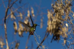Anthracothorax dominicus