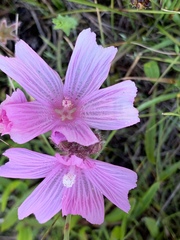 Sidalcea diploscypha