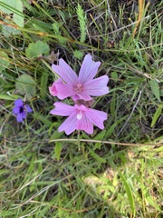 Sidalcea diploscypha