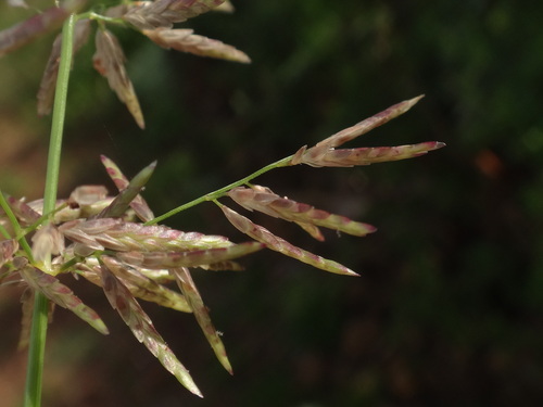 Image of Eragrostis barrelieri by (c) Christian Berg, some rights reserved (CC BY)