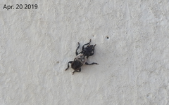 Pogonocherus dimidiatus