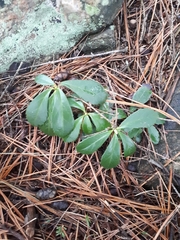 Chimaphila umbellata