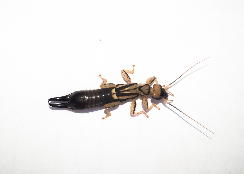 Pygidicrana v-nigrum