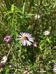 Acmaeodera pulchella
