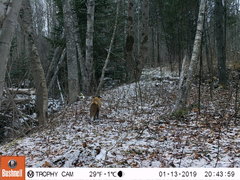 Vulpes vulpes rubricosa