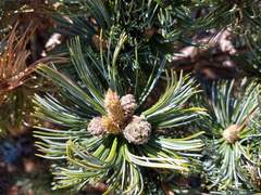 Pinus culminicola