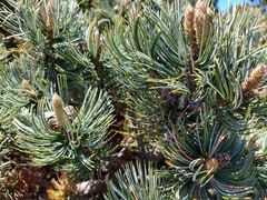 Pinus culminicola