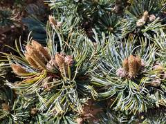 Pinus culminicola