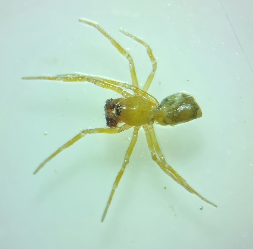 Troglohyphantes lakatnikensis