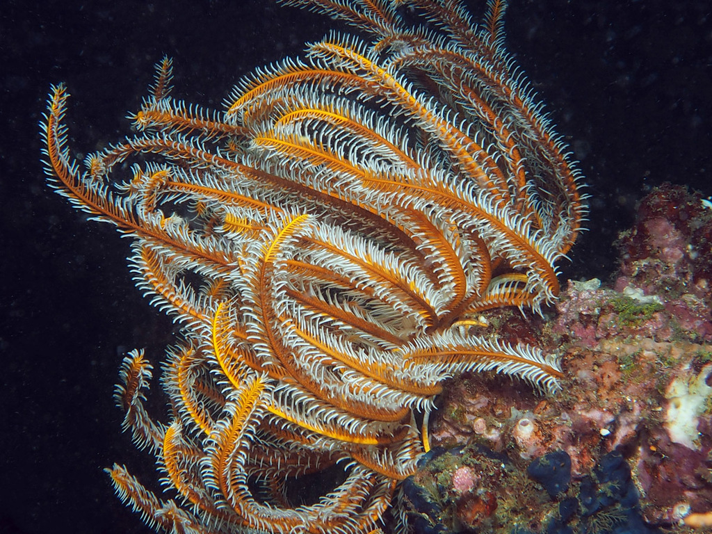 Photo of Bennett's feather star (Oxycomanthus bennetti)
