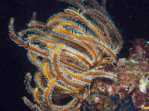 Photo of Bennett's feather star (Oxycomanthus bennetti)