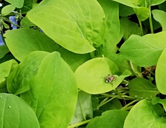 Anthophora villosula
